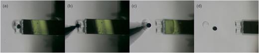 FIG. 12. Process of extraction of a collagen fibril from the microgripper after mechanically testing it. (a) A collagen fibril aligned over the epoxy droplet on the substrate after tensile testing. (b) The microgripper is approached to the magnetic bead, and the force probe is approached toward the epoxy droplet and slightly moved to the right. (c) The magnetic bead is lifted and the microgripper is moved to the right. (d) Collagen fibril and magnetic bead deposited on the substrate. It can be picked-up following the procedure shown in Fig. 10 and mechanically tested again.