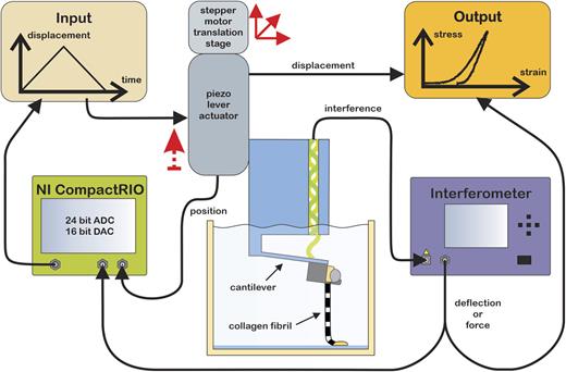 FIG. 2. Schematic overview of the tensile testing instrument. The interferometric force probe, partially submerged into an aqueous solution, is mounted on a piezo-lever actuator that is supposed to load the collagen fibril. Due to loading, the cantilever deflects and the resulting interference signal is measured by the OP1550 interferometer. The piezo-lever actuator is mounted on a 3-DOF stepper motor translation stage for coarse positioning of the interferometric force probe. Piezo-lever actuator position and cantilever deflection are acquired with a CompactRIO (National Instruments, USA) controller that also commands the piezo-lever actuator position. Collagen fibril elongation was calculated by subtraction of the cantilever deflection from the piezo-lever actuator position.