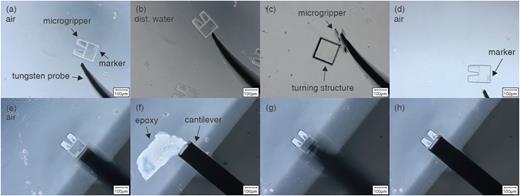 FIG. 5. Gluing of the microgripper onto the cantilever of the interferometric force probe. (a) The microgripper before immersion in distilled water. (b) Disengaging the microgripper from the cover slip. (c) Turning by pushing against a turning structure. (d) Successfully turned microgripper indicated by the markers position. (e) Alignment of the cantilever. (f) Dipping the cantilever into epoxy resin. (g) Approaching the cantilever to the plateau of the microgripper. (h) Cantilever with a microgripper as used for force measurement.