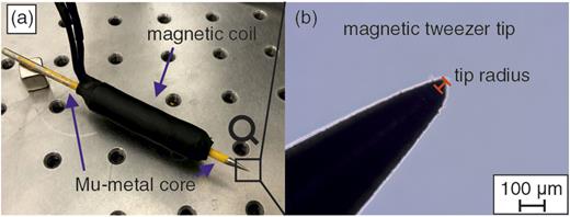 FIG. 6. (a) Picture of the magnetic tweezer. The magnetic coil is covered by a shrinking hose for protection. (b) Light microscope image of the magnetic tweezer tip. The tip has a radius of about 50 µm.