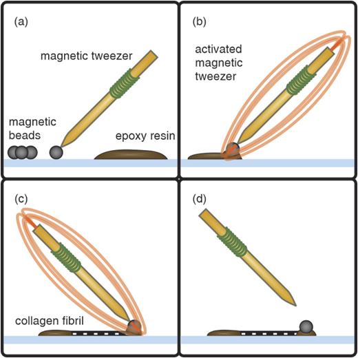 FIG. 7. Gluing of single magnetic beads on collagen fibrils. (a) A spatially isolated magnetic bead is picked up by the magnetic tweezer. (b) While the magnetic tweezer is activated at maximum current, the magnetic bead is dipped into epoxy resin. (c) The magnetic bead is centered above a collagen fibril and then approached until in contact. (d) The deactivated magnetic tweezer is retracted, and the magnetic bead remains on the collagen fibril.