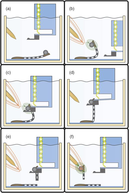 FIG. 8. Sketches of the pick-up, testing, and re-initiation process. (a) Magnetic tweezer tip and microgripper are moved above a collagen fibril and into focus of the light microscope. (b) The magnetic tweezer is activated, causing a movement of the magnetic bead toward the magnetic tweezer tip. (c) The magnetic bead is picked up by the microgripper. (d) The collagen fibril is aligned with the z-axis and a tensile test is conducted. (e) After testing to failure, the magnetic tweezer is activated, (f) which causes the magnetic bead and remaining collagen fibril to move toward the magnetic tweezer. By that, the force probe is re-initiated and the next fibril can be picked up.