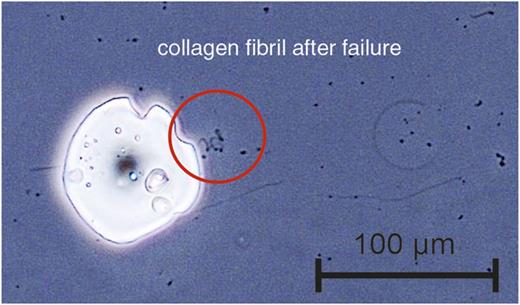 FIG. 9. Light microscopy image of the remaining part of a collagen fibril after failure. We estimate the length of the part to be 30 µm. Consequently, the collagen fibril failed in the middle region of the tested segment, which was about 100 µm long.