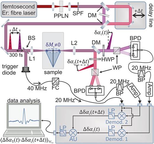 Schematic illustration of the experimental setup and electronic data processing. An Er:fiber laser generates a 40 MHz pulse train consisting of 150 fs laser pulses with a central wavelength of 1.55 μm (dark red beam). The beam is focused onto a periodically poled lithium niobate (PPLN) crystal, where second-harmonic laser pulses with a central wavelength around 775 nm (dark purple beam) are generated. After filtering out the fundamental beam using a short-pass filter (SPF), the second harmonic pulse train is spectrally and spatially separated into two branches with 767 nm (light purple beam) and 775 nm (light red beam) central wavelengths, respectively, using a dichroic mirror (DM, Edmund Optics No. 86-069). The 775 nm beam then passes an optical delay line, where a variable time delay Δt is introduced. Afterward, the two beams are spatially recombined using a second dichroic mirror (DM, Edmund Optics No. 86–104). After second-harmonic generation and spectral separation, the probes exhibit a pulse duration of 300 fs (red and purple pulses). They are focused onto a magnetically ordered sample and, upon transmission, experience a polarization rotation proportional to the out-of-plane spin fluctuations δMz due to the Faraday effect. The corresponding rotation angles δα1,2 are measured in separate polarimeters (BPD). The detector outputs are bandpass filtered and amplified before being sent into a radio frequency lock-in amplifier (gray box). In the lock-in amplifier, the pulse-to-pulse fluctuations Δδα1,2 from each branch are extracted using subharmonic demodulation. The two demodulation outputs are then multiplied and averaged in the arithmetic unit (AU) of the lock-in amplifier, yielding the cross correlation function Δδα1Δδα2 as a function of the delay time Δt. BS: beam splitter; FC: frequency converter; L1: microscope objective lens; L2: collimation lens; HWP: half-wave plate; WP: Wollaston prism; BPD: balanced photodetector; BP: electronic bandpass filter; Amp: amplifier; Demod.: demodulator; and LP: digital low-pass filter.