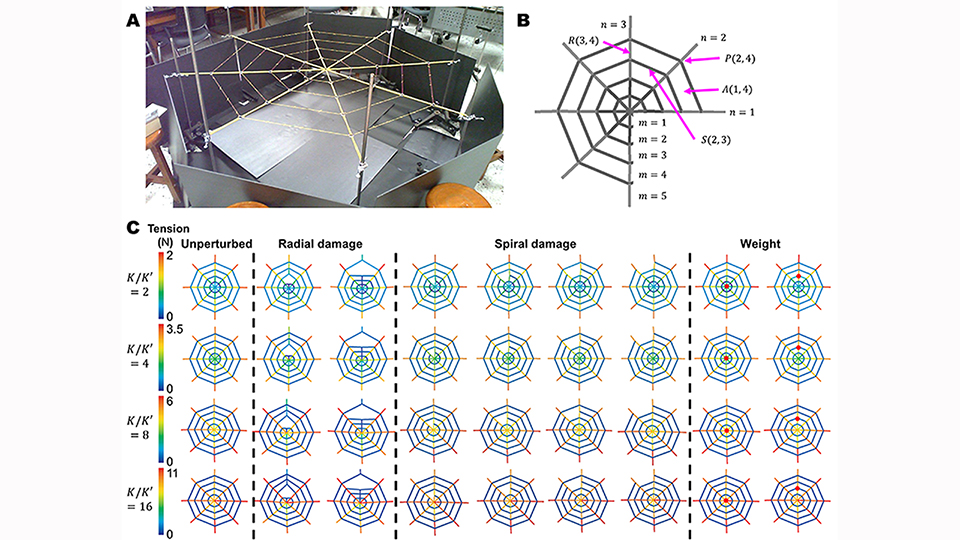 Spider Web Algorithm Spiderwebs in the physics classroom | Scilight | AIP Publishing