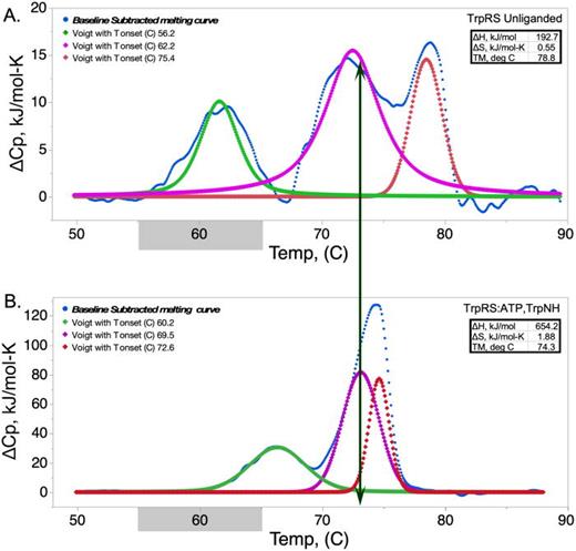 Heat capacity changes in the melting behavior of apo (a) and fully liganded (b) Bacillus stearothermophilus tryptophanyl-tRNA synthetase. Differential scanning calorimetry was carried out and processed using TA NanoAnalyze software as described in Methods section. The vertical arrow is to facilitate alignment of two peaks related to the breakdown of non-polar packing (magenta) and secondary structure (red). The gray bars along the x axis indicate the normal growth temperature range for Geobacillus stearothermophilus.