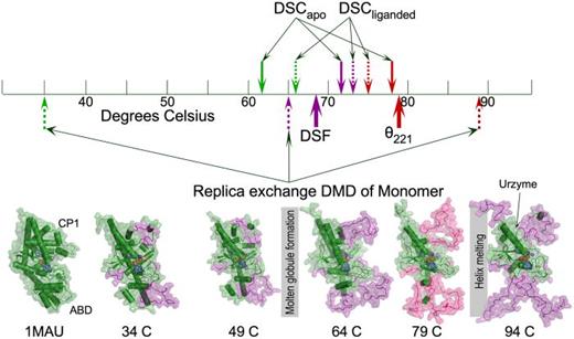 TrpRS melting transitions. Experimental differential scanning calorimetry is above and replica exchange DMD simulation below the temperature scale. Dashed lines indicate fully liganded molecules. Computational traces are for the monomer, not the dimer as above the scale. Bottom row shows Pymol cartoons of mean structures observed for the ensemble of 24 replicas at the indicated temperatures. These temperature-dependent transitions in the overall trajectory help guide the interpretations of the melting events. We identified native secondary structures (forest green) using the DSSP criterion used to identify native α-helices in Fig. 2; denatured segments are deep purple. Gray vertical bars indicate molten globular and helix-melting transitions.