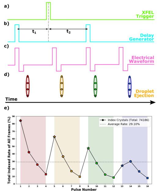 Knackwurst schematic depicting the process of triggering and generating waveforms for droplet formation. (a) The sequence begins with a trigger from the Free-Electron Laser (FEL). (b) This trigger is followed by two additional triggers generated by a delay generator. The first of these delayed triggers occurs before the original FEL trigger. (c) These two delayed triggers are then fed into an electrical waveform generator, which is electronically controlled by MicroFab software. The electrical waveform generator produces a specific voltage pattern: initially, a large positive voltage of +80 V is applied, followed by a short negative voltage of −40 V. This voltage pattern is key in forming a droplet with a Knackwurst shape. Each Transistor-Transistor Logic (TTL) signal from the delay generator is responsible for creating two electrical waveforms, resulting in a total of four waveforms. These four electrical waveforms are all independently controlled and are crucial in the operation of the piezo-actuator. (d) The piezo-actuator, in response to these waveforms, ejects four droplets. Each of these droplets is then hit four times by the XFEL pulses. (e) The resulting hit rate for each hit within the Knackwursts. A decline in the total indexing rate is evident as the hit rate decreases, attributed to increased instability with each additional hit. A slight reduction from Knackwurst-to-Knackwurst is observed due to incomplete dampening of the previous acoustic wave affecting subsequent Knackwurst ejection. The average hit rate over the collection period was 29%. All FEL pulses hit a Knackwurst none missed between the injection.
