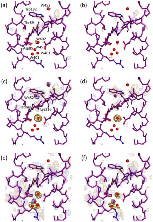 Comparison of isomorphous Fobs(light) − Fobs(dark) difference Fourier electron density maps calculated from resampled data and merged using singular value decomposition (SVD), and the corresponding difference Fourier map calculated from the light-activated and resting states without resampling. (a) The principal SVD component determined from 100 difference Fourier maps recovered by resampling data for Δt = 16 ns and the dark conformation. (b) Control difference Fourier map recovered for Δt = 16 ns without resampling. (c) The principal SVD component determined from 100 difference Fourier maps recovered by resampling data for Δt = 760 ns and the dark conformation. (d) Control difference Fourier map recovered for Δt = 760 ns without resampling. (e) The principal SVD component determined from 100 difference Fourier maps recovered by resampling data for Δt = 1.725 ms and the dark conformation. (f) Control difference Fourier map recovered for Δt = 1.725 ms without resampling. All data were extracted from stream files provided by Nango et al.22 Blue corresponds to positive difference electron density, whereas gold corresponds to negative difference electron density. Highly transparent mesh is contoured at ±3.5σ. Nontransparent mesh is contoured around selected water molecules and is contoured at ±3.0σ, where σ is the root mean square electron density of the map.