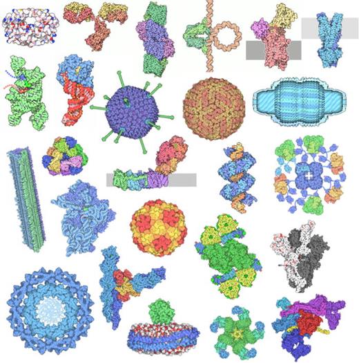 Selected images spanning the 25 years of the Molecule of the Month, exemplifying the diversity of biomolecular structures that are freely available in the PDB archive.