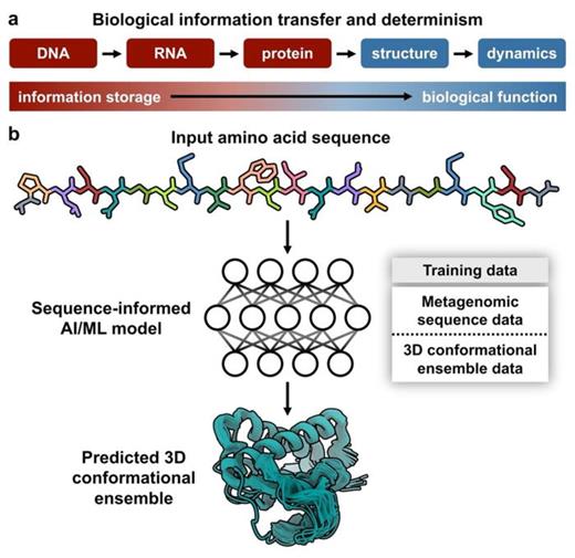 From sequence to structure and conformational dynamics. (a) Biological sequence information (red) encodes biophysical properties (blue) across a spectrum that spans from information storage to biological function. For simplicity, not all possible directionalities of biological information transfer are shown, as reviewed in detail elsewhere.7–9 (b) The postulated deterministic relationship between sequence and conformational dynamics may be leveraged for development of AI/ML models, trained on metagenomic sequence data in combination with 3D conformational ensemble data, for the prediction of protein conformational ensembles from amino acid sequence alone.