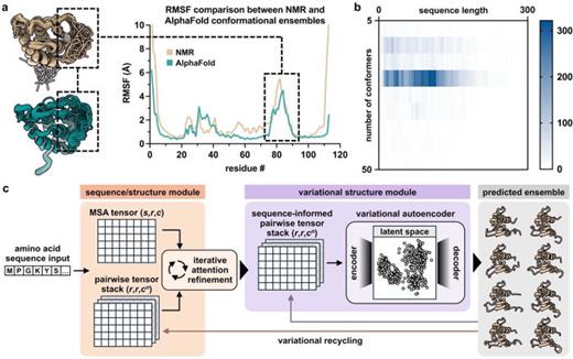 Toward sequence/structure-centric prediction of protein conformational dynamics with AI/ML. (a) NMR-determined (beige) (PDB ID 1GA3) and AlphaFold-predicted (teal) conformational ensembles of interleukin 13 along with a comparison of the root mean square fluctuation (RMSF) between them. The AlphaFold prediction was performed with stochastic MSA subsampling.26–28,31 (b) Distribution of NMR-determined single-chain protein entries currently deposited in the protein data bank (PDB) concerning number of conformational structures per ensemble (per entry) vs protein sequence length. The scale bar represents the number of PDB entries. (c) Conceptual AI/ML model architecture for end-to-end prediction of protein conformational ensembles from amino acid sequence input. The model comprises attention-based and variational mechanisms, representing a refined integration of existing models.11,29 An NMR-determined conformational ensemble of the globular domain of human histone H1x (PBD ID 2LSO) is used for illustrative purposes in the predicted ensemble panel.