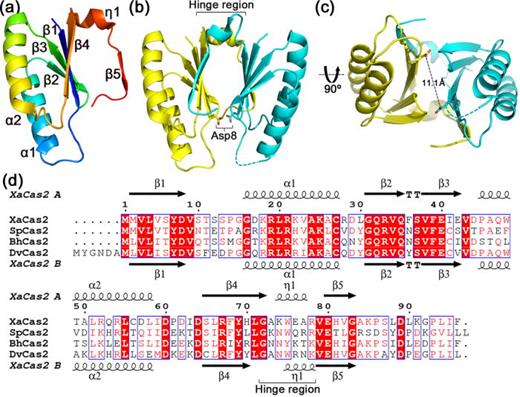 FIG. 1. Structure and sequence alignment of XaCas2. (a) Structure of XaCas2 protomer A. XaCas2 protomer includes an N-terminal ferredoxin fold consisting of a four-stranded β-sheet (β1–4) and two α-helices (α1, α2) and a C-terminal segment containing a 310-helix (η1) and a β-strand (β5). (b) Dimeric structure of XaCas2. The two XaCas2 protomers form a single dimer with pseudo-two-fold symmetry. A pair of catalytic Asp8 residues is shown in stick representation. Hinge regions (residues 72–78) are also indicated. XaCas2 protomers A and B are colored in yellow and cyan, respectively. (c) Separation between the two catalytic Asp8 residues in a different view of the XaCas2 dimer structure. The dashed line indicates the distance between the two Asp8 residues. (d) Sequence alignment of Cas2 homologues of subtype I-C CRISPR-Cas systems. Secondary structural elements and hinge regions (residues 72–78) are indicated based on XaCas2.
