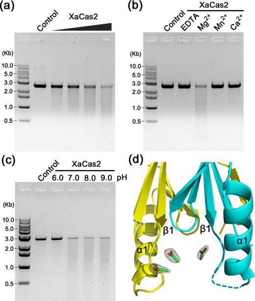 FIG. 2. dsDNA nuclease activity of XaCas2. (a) Cleavage of dsDNAs by XaCas2. Linearized pU19 plasmid was incubated with increasing amounts (5, 10, 20, and 40 μM) of XaCas2. (b) Metal dependence of the dsDNA nuclease activity of XaCas2. The dsDNA substrate was incubated with XaCas2 in the presence of divalent ions or EDTA. (c) pH dependence of the dsDNA nuclease activity of XaCas2. The substrate and XaCas2 were incubated in reaction buffer of different pHs. (d) Acetate ions in the proximity of the dsDNA substrate recognition loop. Three acetate ions incorporated during crystallization were identified near the β1–α1 loops of XaCas2 in the asymmetric unit. The acetate ions are shown in stick representations. The 2mFobs - DFcalc map is contoured at 1.0 σ for the acetate ions.
