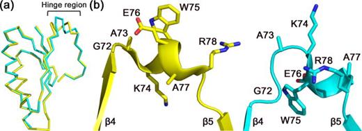 FIG. 3. Conformational heterogeneity in the hinge regions of XaCas2. (a) Structural alignment of the two XaCas2 protomers. When XaCas2 protomers A and B, shown in yellow and cyan, respectively, were structurally aligned, a substantial structural deviation was noted in the hinge region (residues 72–78). (b) Side-by-side comparison of the hinge regions of protomer A (left) and protomer B (right). The residues in the hinge regions exhibit completely different side-chain conformations and main-chain displacements between the two protomers.