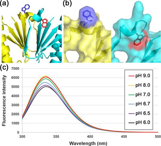 FIG. 4. Fluorescence spectroscopy of XaCas2. (a) Different local environments were evident around the Trp75 residue of the hinge regions of the two XaCas2 protomers. XaCas2 protomers are colored as in Fig. 1. Side chains of the Trp75 residues in protomers A and B are shown in blue and red, respectively. (b) Side-by-side comparison of the Trp75 residues of the two XaCas2 protomers in surface representations. Trp75 is exposed to the solvent in protomer A (left), but in close hydrophobic contact with other residues in protomer B (right). (c) Fluorescence emission spectra of XaCas2 at different pHs. The fluorescence intensity of XaCas2 decreased sharply below pH 7.0.