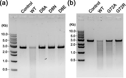 FIG. 5. dsDNA nuclease activities of XaCas2 mutants. Cleavage of a dsDNA substrate by XaCas2 mutants containing substituted residues at (a) the catalytic active site and (b) the hinge region. The nuclease activity of XaCas2 was significantly reduced by the mutations of Asp8 and Gly72.