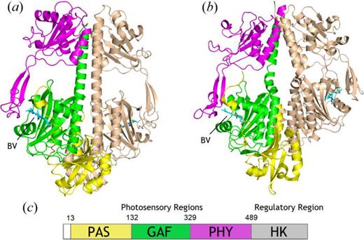 FIG. 1. Comparisons of the SaBphP2 PCM (a) in the wild-type and SaBphP1 PCM (b) in the wild-type forms. The PAS, GAF, and PHY domains are colored yellow, green, and magenta, respectively. The PCM is a dimer with one monomer highlighted in gold. The kink at the helical transition from GAF to PHY is apparent in panel (b) and BV is marked in panels (a) and (b). (c) Schematic presentation of domain organization of BphPs is below with sequence numbers provided for SaBphP2.