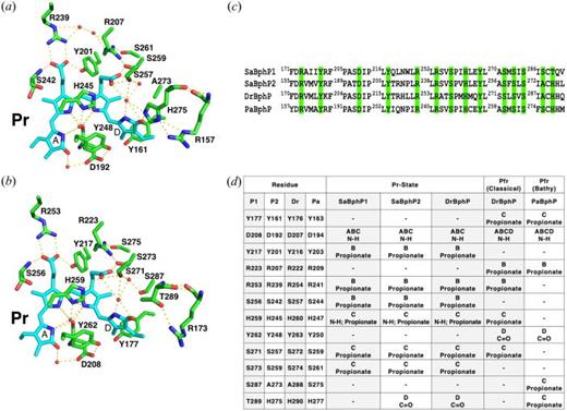 FIG. 2. Hydrogen-bonding network of the conserved amino acids and neighboring water molecules stabilizing BV chromophore in the Pr state of SaBphP2 wild-type (a) and SaBphP1 wild-type (b). Hydrogen bonds are marked with dashed lines, and amino acids located in the GAF domain are highlighted in green. (c) Partial protein sequence alignment highlighting conserved amino acids stabilizing propionate side chains of BV chromophore (in cyan) as well as A-D pyrrole rings. (d) Table with conserved amino acids from SaBphP1, SaBphP2, DrBphP, and bathy PaBphP with specific BV interactions as identified in the Pr and Pfr states.