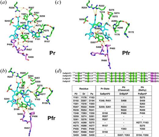 FIG. 3. PRXSF motif of the PHY domain and its specific hydrogen-bonds with the amino acids of the GAF domain in the Pr state of SaBphP2 wild-type (a) and Pfr states of bathy PaBphP (b) and classical DrBphP (c) phytochrome proteins. (d) Partial protein sequence alignment highlighting critical amino acids in the GAF (green) and PHY (magenta) domains that form hydrogen bond interactions (highlighted with dashed lines). The table summarizes amino acid interactions of GAF and PHY domains of SaBphP2 (Pr), classical DrBphP (Pfr), and bathy PaBphP (Pfr).
