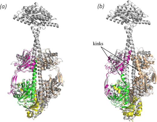 FIG. 4. Structural comparison with important BphPs. (a) Superposition of the SaBphP2 PCM (Pr) (yellow, green, and magenta) onto the full length BphP with a diguanylyl cyclase effector domain from Idiomarina sp. (gray).46 (b) Superposition of the SaBphP1 PCM (yellow, green, and magenta) on the full length BphP with a diguanylyl cyclase effector domain from Idiomarina sp. (gray).46 The helical kink is absent in (a) and marked in (b). In both SaBphPs, the sensory tongue displays a β-sheet structure indicative of the Pr state.