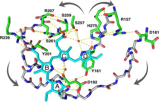 FIG. 5. Two proposed pathways for signal transduction highlighted in the Pr state of SaBphP2 wild-type protein. His 275 together with the conserved Arg 207 and Arg 157 undergoes significant conformational changes upon Pfr formation as observed in the classical DrBphP and the bathy PaBphP [Figs. 3(b) and 3(c)]. The protein backbone connecting to the conserved PASDIP motif and D192 is shown in gray.