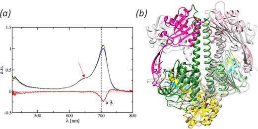 FIG. 6. Photoactivity of SaBphP2 crystals and expected protein structural changes upon red-light illumination. (a) Absorption spectra of the crystals of wild-type SaBphP2 PAS-GAF-PHY before and after light illumination. Black line: spectrum in the dark; blue line: spectrum after 1 min of illumination with a 660 nm light emitting diode at ∼5 mW/mm2. Spectral changes are reversible. Red line: difference spectrum (3× enhanced). Dashed red line: zero line. Red arrow: illumination wavelength. (b) Superposition of the SaBphP2 PCM (Pr) (yellow, green, and magenta) onto the DrBphP PCM (Pfr) in gray.21,22 The PHY domains are displaced substantially in the Pfr structure.