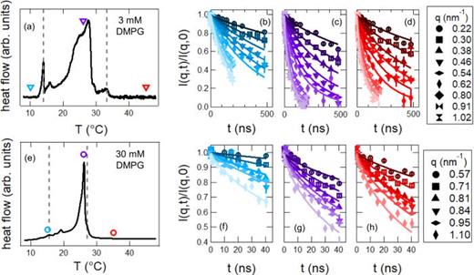 FIG. 1. Phase behavior and representative intermediate scattering functions measured for the different lipid phases for (top) 3 mmol/L (mM) and (bottom) 30 mM DMPG vesicle solutions in a D2O buffer containing 10 mM HEPES and 2 mM NaCl, pD 7.4. The dashed lines in the differential scanning calorimetry (DSC) traces in (a) and (e) represent the onset (Tnon) and end point (Tmoff) of the phase transition. Temperatures between these limits correspond to the intermediate phase. The colored symbols in (a) and (e) correspond to the temperature points of the representative NSE data presented in (b)–(d) for the 3 mM and (f)–(g) for the 30 mM DMPG solutions. The blue, purple, and red colors correspond to the gel phase, transition region, and fluid phase, respectively. Error bars represent one standard deviation throughout the manuscript and are smaller than the data symbols in some cases.