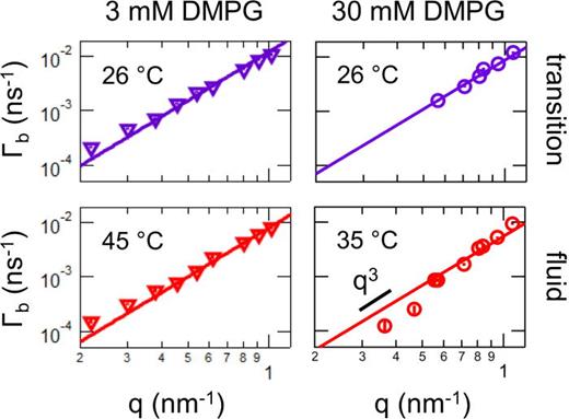 FIG. 3. Log–log plot of the measured decay constants, Γb, vs q for the transition region and fluid phase for (left) 3 mM and (right) 30 mM DMPG in D2O buffer containing 10 mM HEPES and 2 mM NaCl, pD 7.4. The temperatures of the measurements are indicated on the plots. The solid lines are the best fit to q3-scaling at high q.