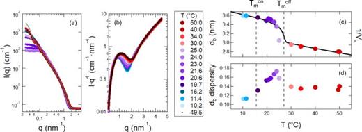 FIG. 5. SANS data and fitting results for 30 mmol/l (mM) DMPG. Temperature series of SANS data collected plotted as (a) intensity I(q) vs q and (b) I·q4 vs q. SANS data were collected on cooling and then the samples was reheated to 49.5 °C as listed in the legend from top to bottom. The solid gray line in (a) is the vesicle form factor fit to the 50 °C data extrapolated to low q. All data were fit for q≥ 0.5 nm–1. Fit results for the (c) bilayer thickness (db) and (d) dispersity. The solid line in (c) is 1/Vlipid measured with densitometry. The dashed lines indicate Tmon and Tmoff and the blue, purple and red colored points correspond to the gel phase, transition region, and fluid phase, respectively.