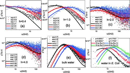 FIG. 2. (a)–(e) Neutron susceptibility spectra χ″(q,υ) derived from the experiment and MD simulation on perdeuterated CYP for h = 0.4, 1.0, 2.0, and 4.0 and bulk water at different q. (f) χ″(q,υ) of water molecules in E. coli cells and the corresponding fitting curves using the Cole–Cole distribution function [Eq. (1)] at different q-values.