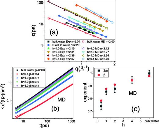 FIG. 3. (a) q dependence of the characteristic relaxation time τ of the hydration water at different hydration levels (h = 4.0, h = 2.0, h = 1.0, and h = 0.4), bulk water and water in E. coli. The values of τ are derived by fitting the Cole–Cole distribution function to the experimental and MD-derived χ″q,υ spectra. Solid lines represent the power law fits, i.e., τ ∼ q−n, and the values of n are shown in the figure. (b) Mean-squared atomic displacement ⟨x2(t)⟩ derived from the MD simulation. The lines represent power law fits in the time window from 5 ps to 1 ns. (c) The sub-diffusive exponents β(red dots) obtained by direct power-law fits of the MD-derived ⟨x2(t)⟩ from Fig. 3(b), the corresponding MD values of n are taken from Fig. 3(a), and the error bars of β are negligible as compared to the size of the symbols. Thus, Fig. 3(c) reveals the connection of β =2/n.