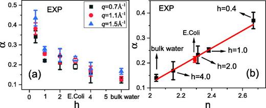 FIG. 4. (a) The values of α derived from the fitting of the experimental neutron spectra for different systems at three different values of q, the empty symbols represent the α values in E. coli cells. (b) The relationship between the experimental α (averaged over the q from 0.7 Å−1 to 1.5 Å−1 for different samples) and n, where the red point corresponds to water in E. coli cells and the red line is a guide for the linear relation between the two parameters.