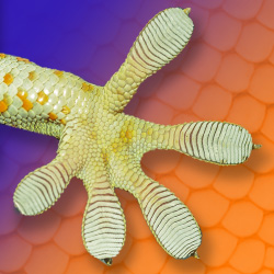 Special Collection Image