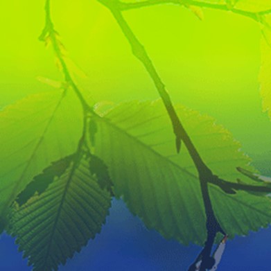 Special Collection Image