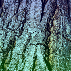 Special Collection Image