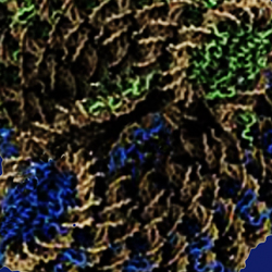 Special Collection Image